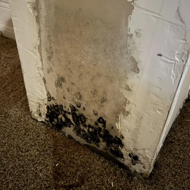 Professional Mold Removal in Bloomfield, NY